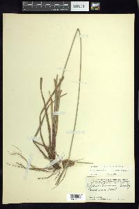 Cyperus planifolius image