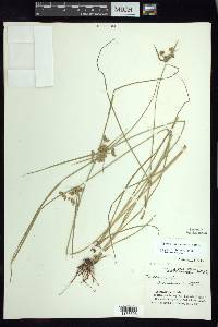 Cyperus surinamensis image