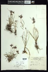 Cyperus rotundus image