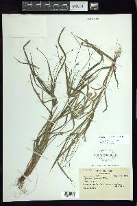 Cyperus simplex image