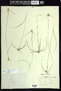 Cyperus tenerrimus image