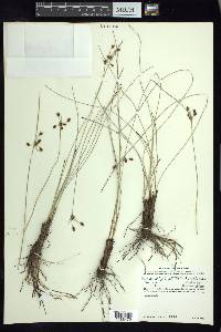 Fimbristylis pentastachya image