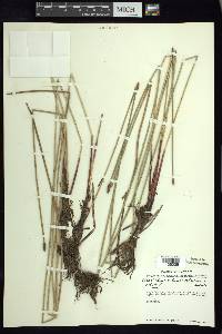 Eleocharis montana image