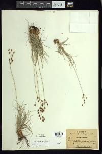 Fimbristylis argillicola image