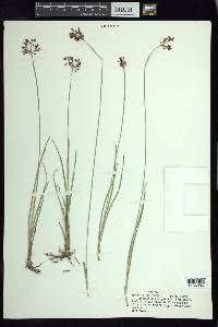 Fimbristylis complanata image