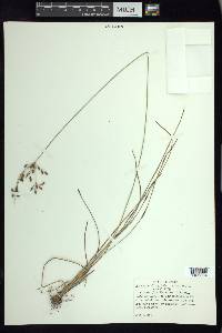 Fimbristylis dichotoma image