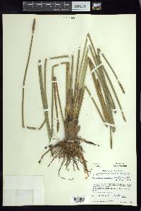 Eleocharis quadrangulata image