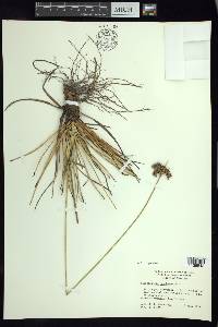 Fimbristylis spathacea image