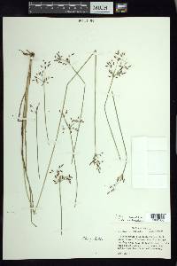 Fimbristylis complanata image