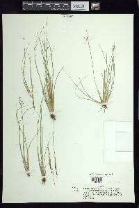 Fimbristylis miliacea image