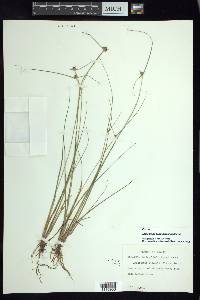 Cyperus salzmannianus image