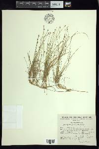 Eleocharis schaffneri image