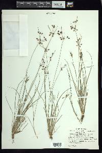 Fimbristylis annua image