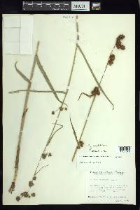 Fuirena camptotricha image