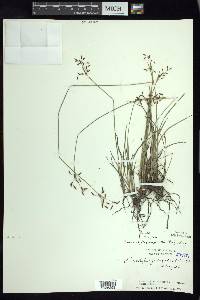 Fimbristylis complanata image