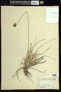 Fimbristylis spathacea image