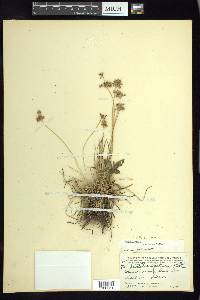 Fimbristylis spathacea image