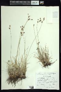 Fimbristylis argillicola image