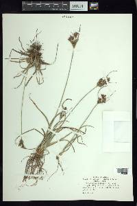 Fimbristylis dichotoma image