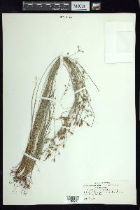 Fimbristylis annua image