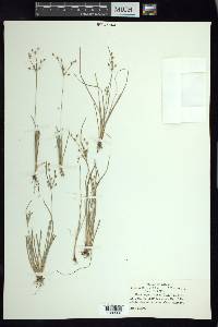 Fimbristylis annua image