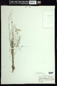 Fimbristylis dichotoma image