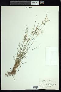 Fimbristylis annua image