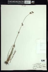 Fimbristylis dichotoma image