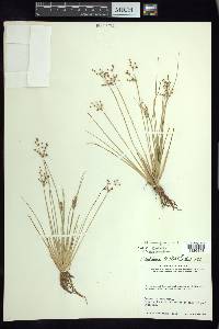 Fimbristylis miliacea image