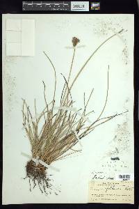 Fimbristylis spathacea image