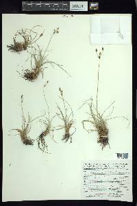 Fimbristylis argillicola image