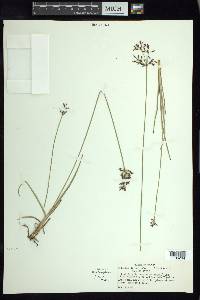 Fimbristylis complanata image