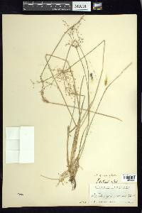 Fimbristylis miliacea image