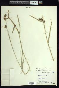 Fuirena camptotricha image