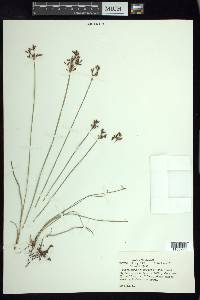 Fimbristylis complanata image