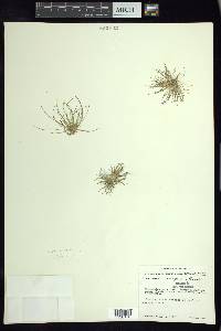 Eleocharis schaffneri image