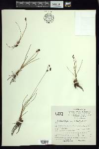 Fimbristylis argillicola image