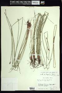 Eleocharis montana image