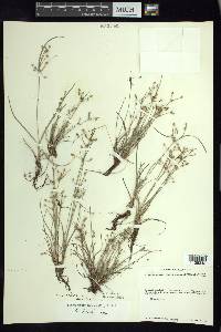 Fimbristylis dichotoma image