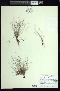 Cyperus subsquarrosus image