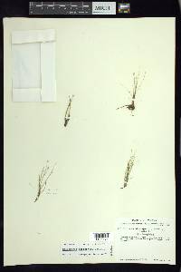 Eleocharis schaffneri image