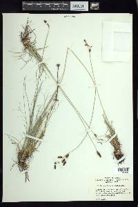 Fimbristylis argillicola image