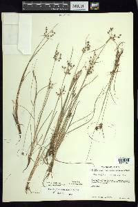 Fimbristylis dichotoma image