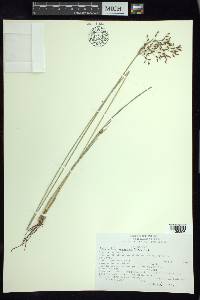 Fimbristylis complanata image