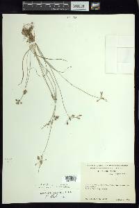 Fimbristylis dichotoma image