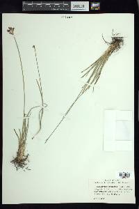 Fimbristylis complanata image