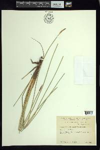 Eleocharis macrostachya image