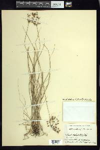 Fimbristylis dichotoma image