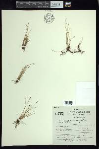 Eleocharis montevidensis image