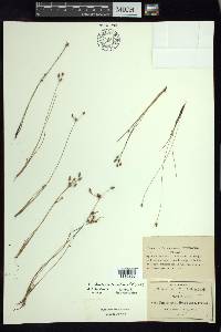 Fimbristylis dichotoma image